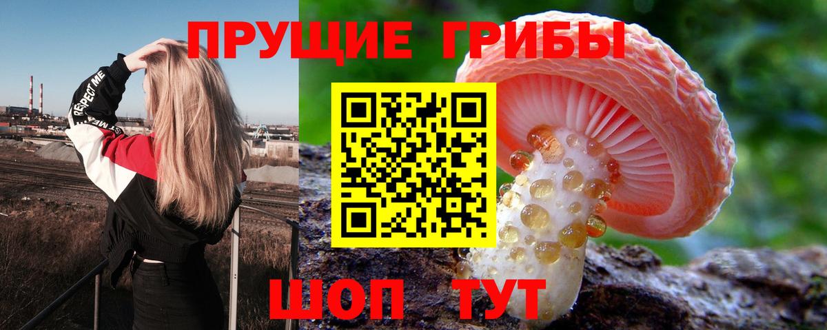 Галлюциногенные грибы Psilocybine cubensis Кстово